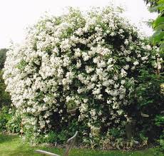 John scarman believes 'rambling rector' is a sport of r. Kletterrose Rambling Rector Rosa Rambling Rector Gunstig Online Kaufen