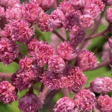 Image result for Pycreus mortonii