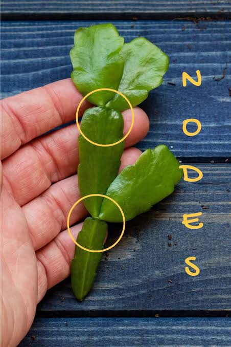How to Propagate Christmas Cactus + 2 Secrets To Big, Blooming Plants