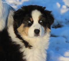 Australian Shepherd Black And White Dog With Blue Eyes Black Tri With Ice Blue Eyes Australian Shepherd Australian Shepherd Puppies With Blue Eyes Aussie Puppies