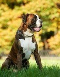 Surgery and chemotherapy combined are the best treatment options. Boxer Dog Cancer What Owners Need To Know
