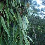 Image result for Oleandra distenta