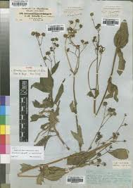 Image result for Felicia mossamedensis