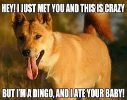 Dingoes Call Me Maybe Maybe Meme Make Me Laugh