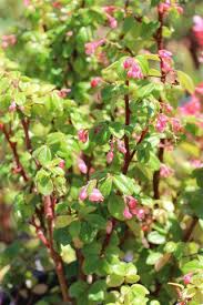 Image result for Begonia fusialata