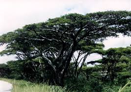 Image result for Acacia abyssinica