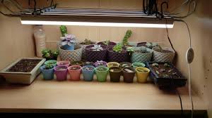 Check spelling or type a new query. Diy Growth Lights Succulents