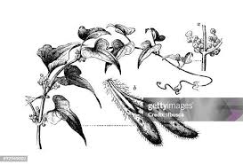 Image result for Polystachya fallax