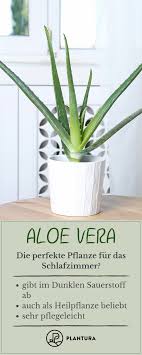 Most Up To Date Photo Succulent Garden Bedroom Suggestions With Images Plants Container Flowers Bedroom Plants