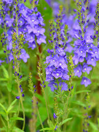 Ehrenpreis (veronica) ist eine pflanzengattung, die nach molekularbiologischen untersuchungen zur familie der wegerichgewächse (plantaginaceae) gezählt wird. Veronica Teucrium Knallblau Buschel Ehrenpreis