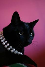 Pin By Antonella Feola On Gatto Amore Mio Beautiful Cats Dog Cat Animals