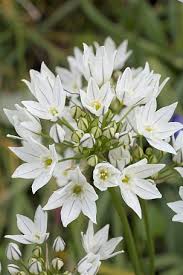 Image result for Xylia torreana