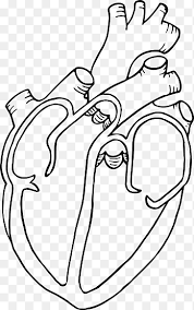Check spelling or type a new query. Diagram Heart Anatomy Drawing Human Heart White Mammal Png Pngegg