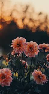 Wallpapers For Iphone 25 Best Floral Wallpapers From Tumblr In 2020 Flower Iphone Wallpaper Cute Flower Wallpapers Iphone Wallpaper Photography
