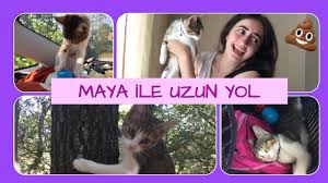 Kedilerde Kizginlik Donemi Kisirlastirma Ameliyati Hormon Ignesi Youtube
