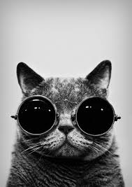 Black White Posteres De Gato Melhores Fundos Para Iphone Producao De Arte