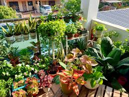 Image result for Dierama parviflorum