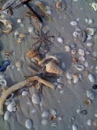 Our best hotels in sanibel island fl. Lighthouse Is Loaded Sanibel Island Shells Sanibel Island Sanibel Island Florida