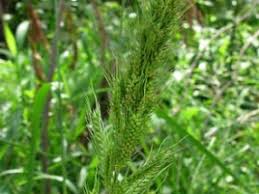 Image result for Echinochloa