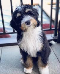 French bulldog puppy for sale in webberville, mi, usa. Aussiedoodles Super Smart Hybrid Can Almost Read Your Mind Aussiedoodles Aussiedoodlepuppies Cutepuppies Dogs Dogbeast Aussie Doodle Puppy Silly Dogs Australian Labradoodle Puppies