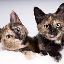 10 Fascinating Facts About Tortoiseshell Cats Tortoiseshell Cat Information