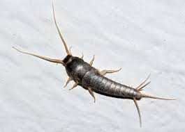 Median salary means that half of workers in this occupation earn more, and half earn less. Silverfish Features Life Cycle Effects And Pest Control Dengarden