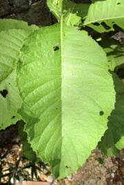 Image result for Bothriocline longipes