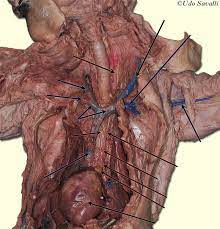 Blood vessels and lymph nodes. Bio202 Cat Vessels