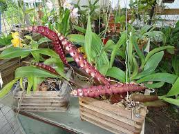 Image result for Bulbophyllum falcatum