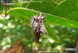 Maybe you would like to learn more about one of these? Bagworm Moth Various Spp