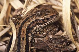 Lizard - Reptile, Habitats, Adaptations | Britannica