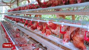 Ayam petelur sendiri adalah ayam betina dewasa yang dipelihara khusus hanya untuk diambil telurnya. Budidaya Ayam Petelur Kelompok Ternak Marhaen Sediakan Telur Ayam Segar Buat Warga Desa Bale Times Indonesia
