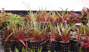 Image result for Eriocaulon africanum