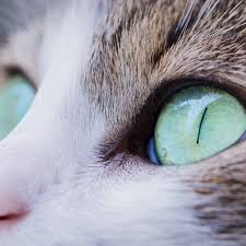 If there's a veterinary ophthalmologist near you might look into getting a referral to them. Home Remedies For Cat Eye Problems Pethelpful By Fellow Animal Lovers And Experts