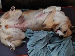 Dog was being cute so got some new pictures.