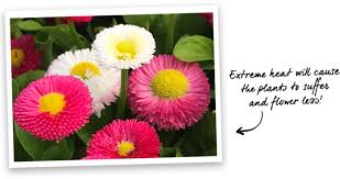 Image result for Bellis