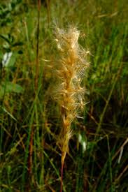 Image result for Eriochrysis pallida