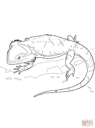 Bearded Dragon Coloring Pages Bearded Dragon Colors Dragon Coloring Page Bearded Dragon Tattoo