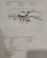 Use these images to quickly print coloring pages. Solved 7 Use The Following Terms To Label The Dingrom Be Chegg Com