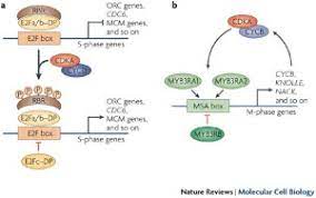 Maybe you would like to learn more about one of these? The Ins And Outs Of The Plant Cell Cycle Nature Reviews Molecular Cell Biology
