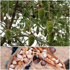 Image result for Chrysophyllum welwitschii