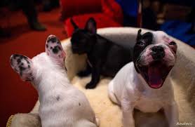 We only carry the highest quality products for your pet. Us Health Agency Warns Of Danger Posed By Puppies Voice Of America English