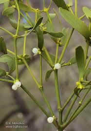 Image result for Viscum littorum