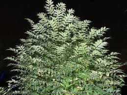 Image result for Toona