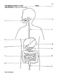 Unit Digestive System This Worksheet Will Be A Good Review Of The Different Parts Of The Digestive System