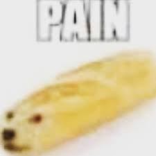 Bread Dog Says Pain Memes