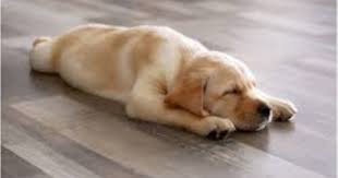 Why do dogs sleep in weird positions? Dog Sleeping Positions And What They Mean I Can Has Cheezburger