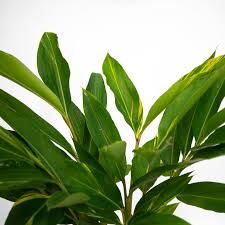 Maybe you would like to learn more about one of these? Shell Ginger Variegated