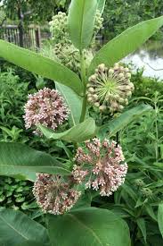 Common Milkweed Asclepias Syriaca 20 Seeds Free Us Shipping In 2020 Asclepias Milkweed Plants