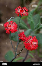 Image result for Emilia abyssinica